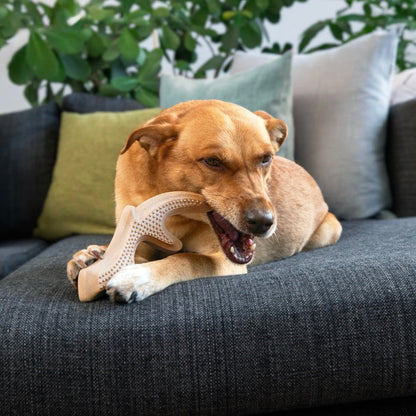 Dog chewing on a toy on a grey couch with plants in the background
