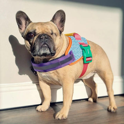 Zee.Dog Galaxy FlyHarness