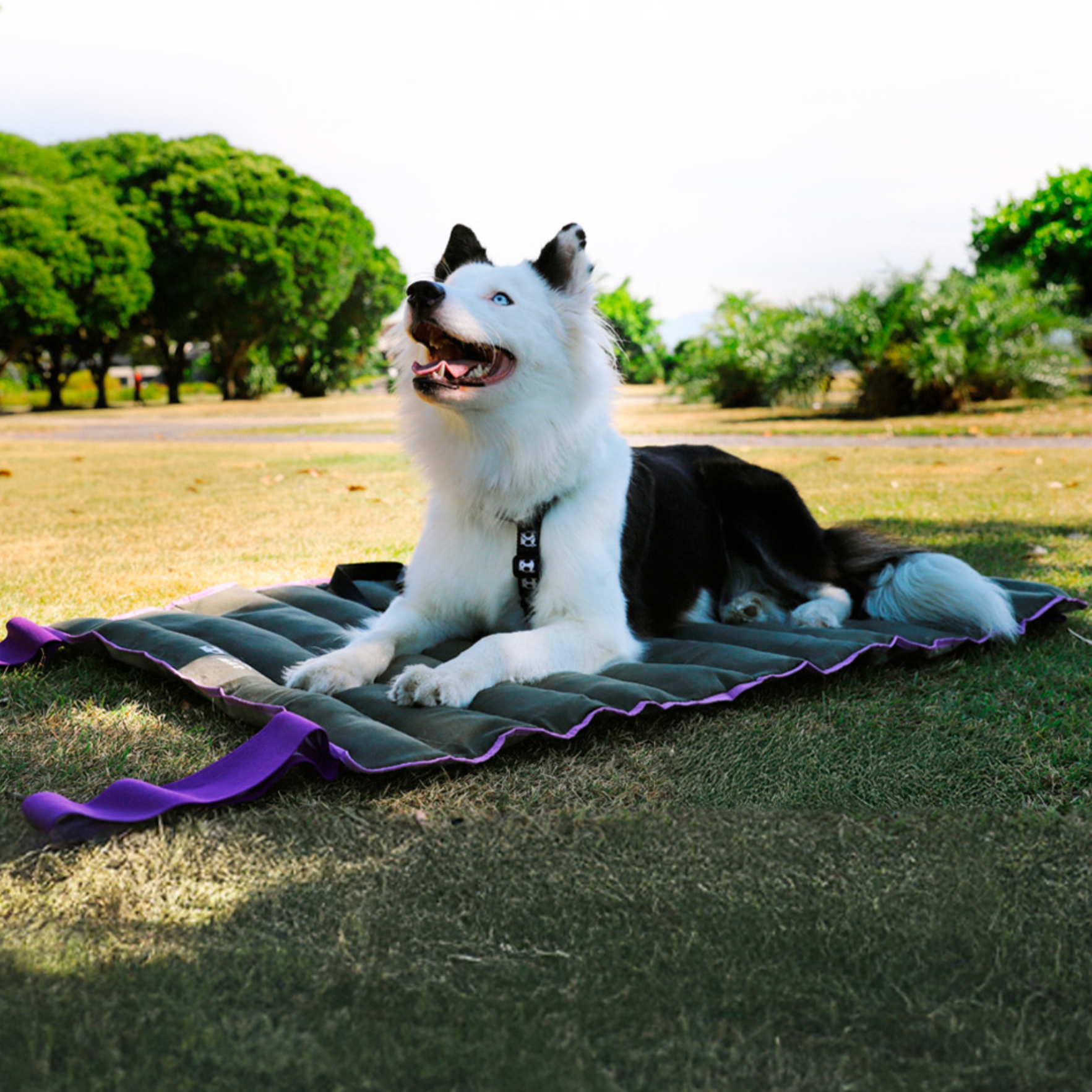 Dog lying on an air mat in a park setting