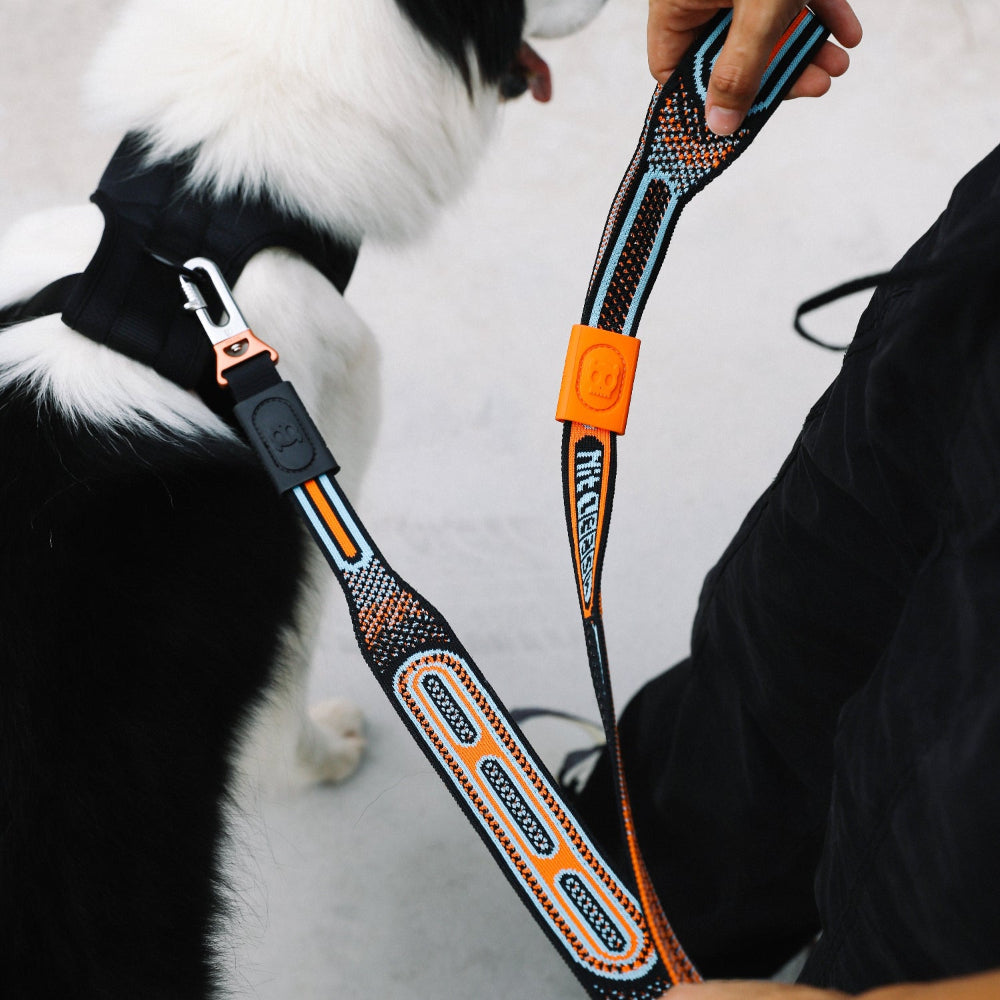Chron nitleash being held and attached to black and white dog's harness 