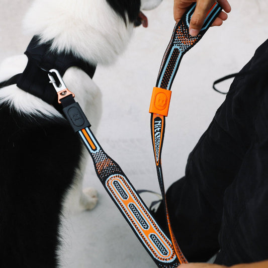 Chron nitleash being held and attached to black and white dog's harness 