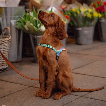 Zee.Dog Mellow SofterWalk Harness