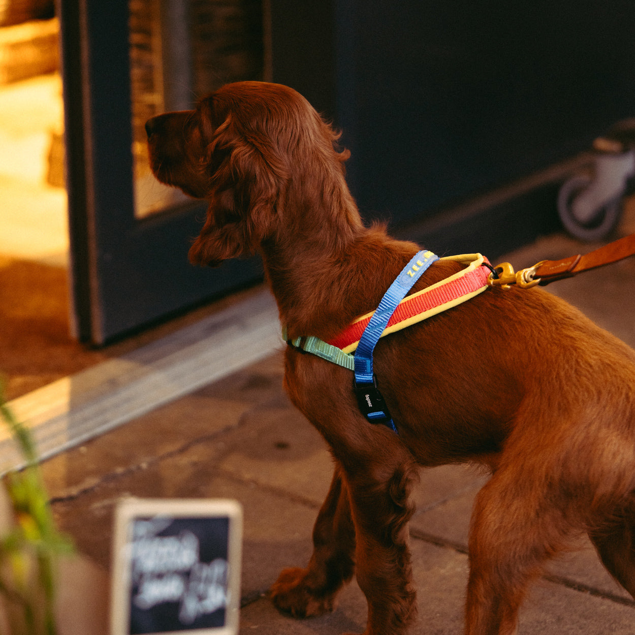 Zee.Dog Mellow SofterWalk Harness