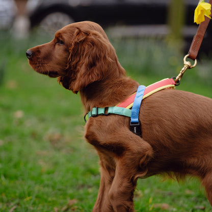 Zee.Dog Mellow SofterWalk Harness