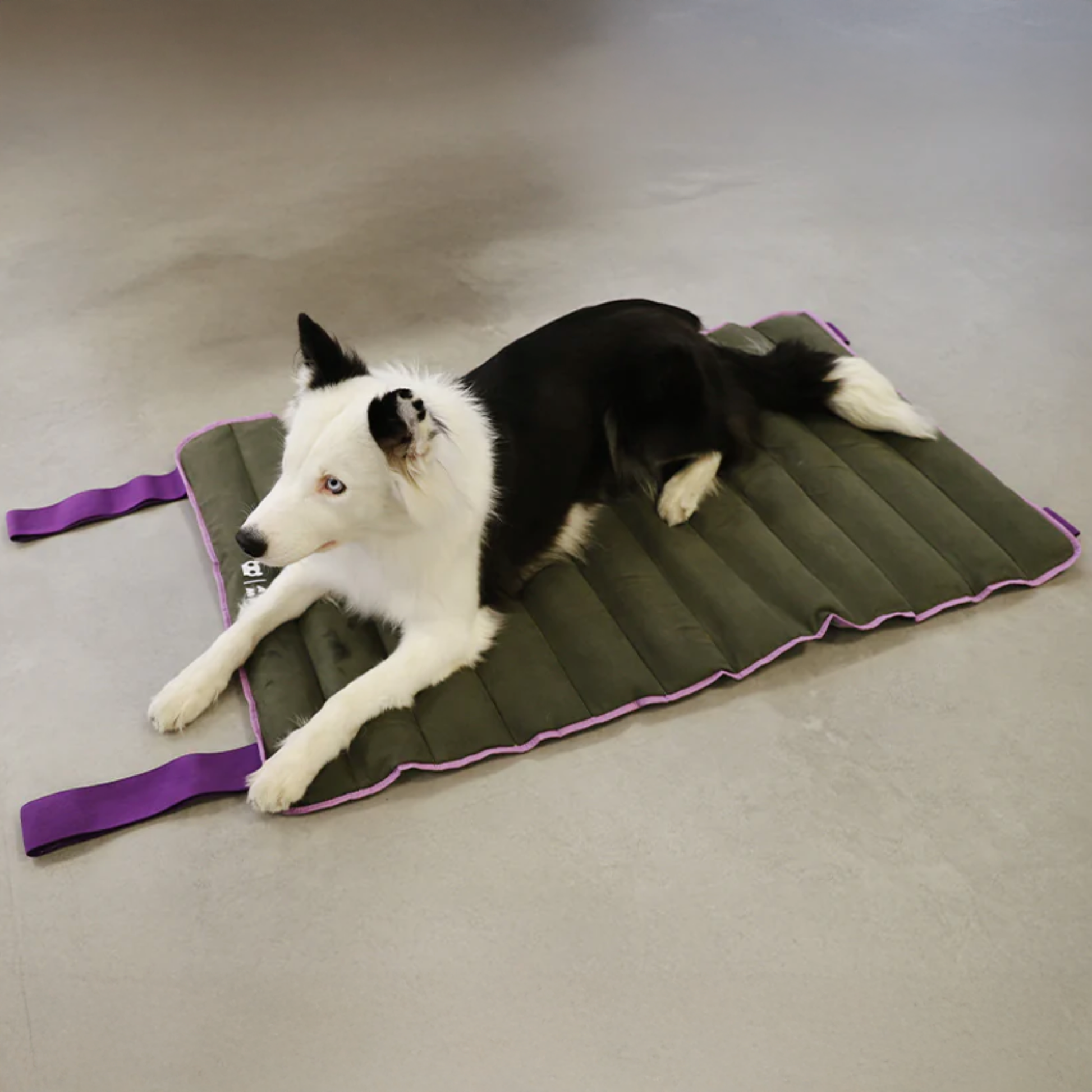 Dog lying on air mat with purple straps on a grey floor.