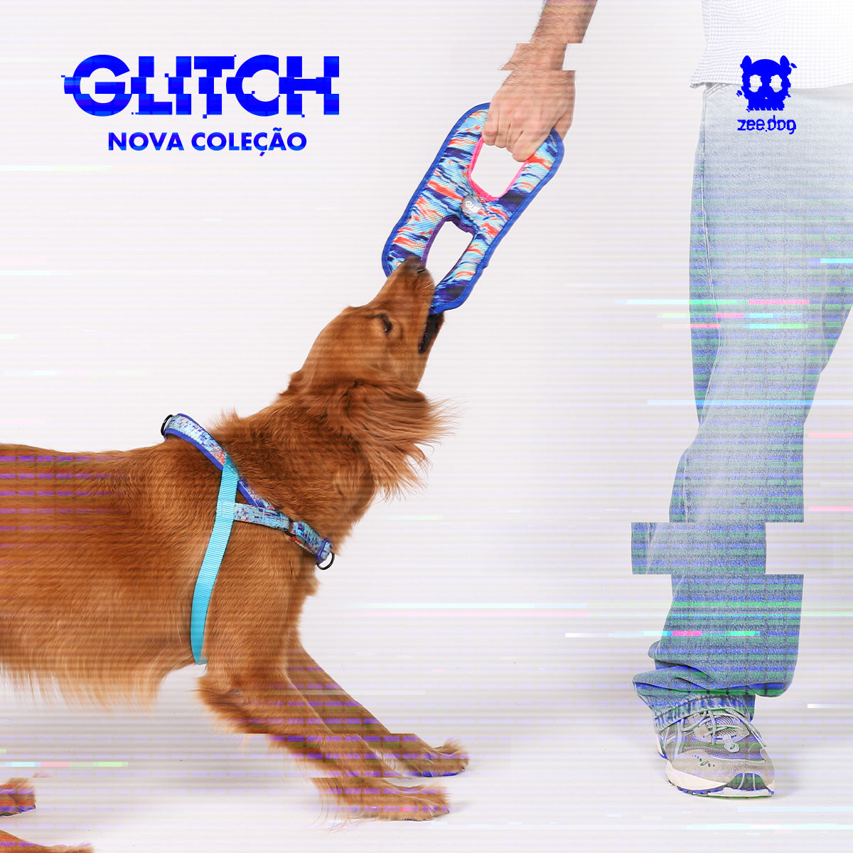 Dog with Glitch tug toy with human