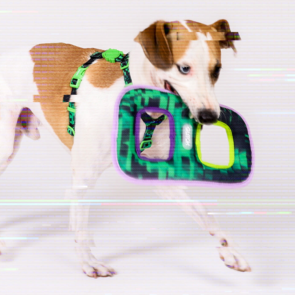 dog with Glitch tug toy in mouth