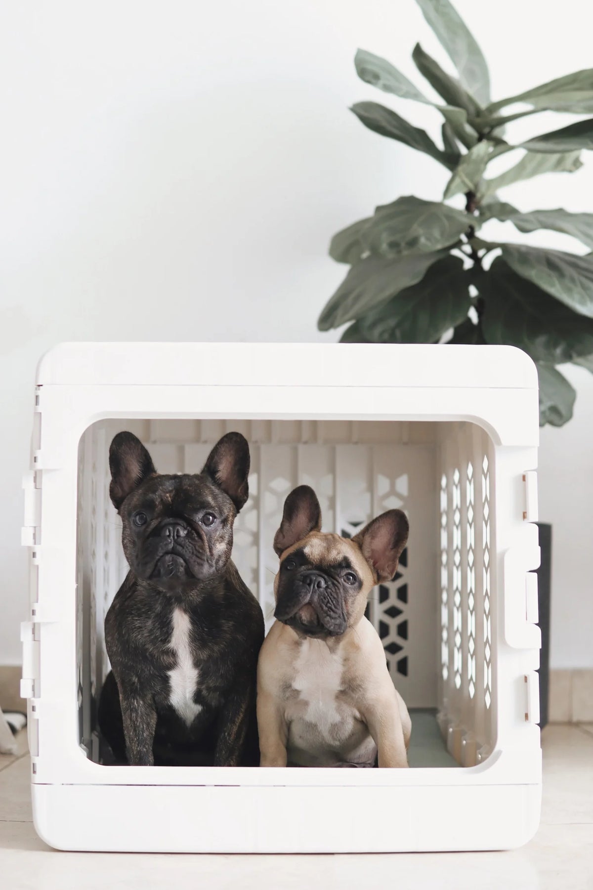 KindTail Pawd® Modern White Collapsible Plastic Dog & Pet Crate