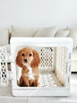 KindTail Pawd® Modern White Collapsible Plastic Dog & Pet Crate