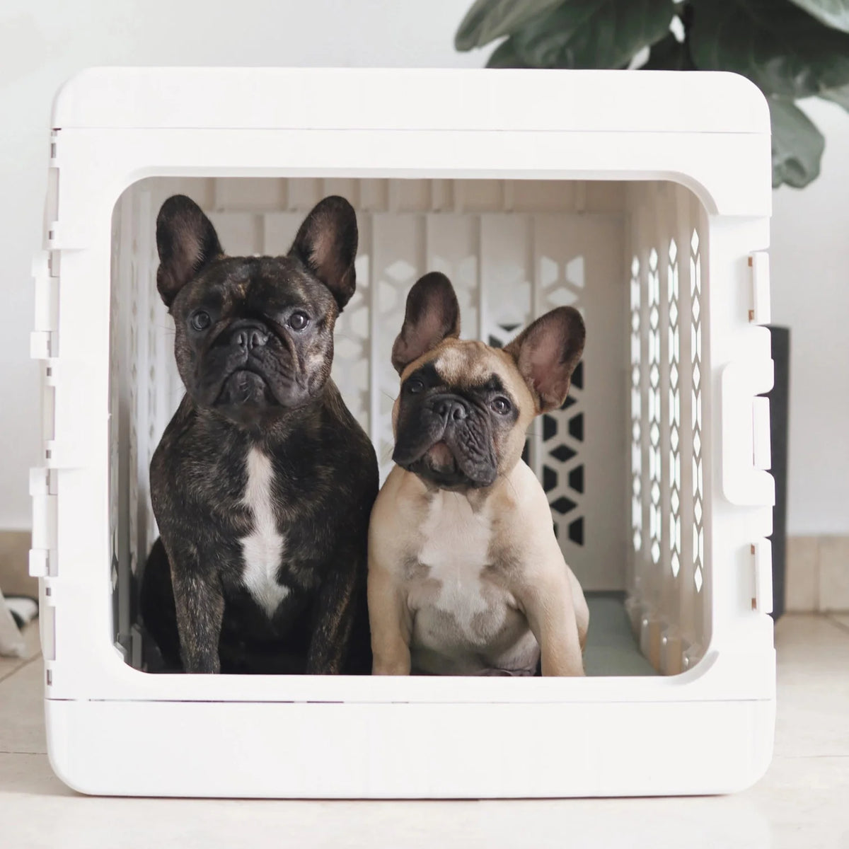 KindTail Pawd® Modern Light Green Collapsible Plastic Dog & Pet Crate