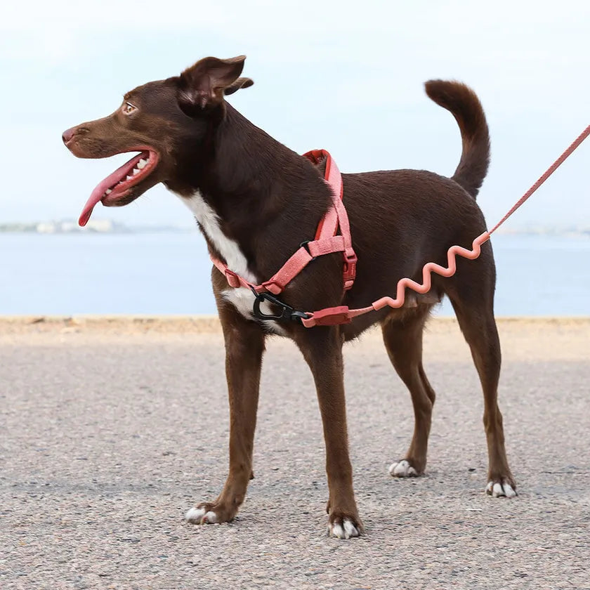 Zee.Dog Naturals SofterWalk Dog Harness - Canyon