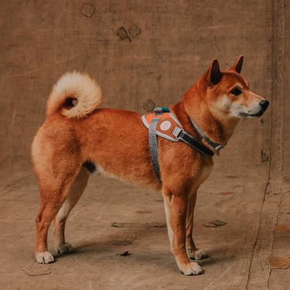 Reebok X Zee.Dog Suede FlyHarness