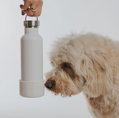 Dog sniffing the "Dog & Me" Reusable Insulated Bottle on a white background. The bottle features a silicone cup that can be used as a dog water bowl and has a brushed chrome top with handle.