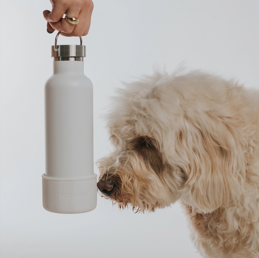 Dog sniffing the "Dog & Me" Reusable Insulated Bottle on a white background. The bottle features a silicone cup that can be used as a dog water bowl and has a brushed chrome top with handle.