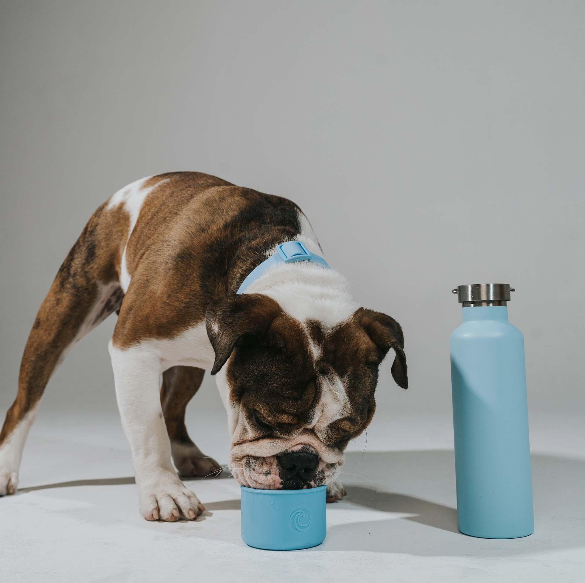 Dog drinking from the removable silicone bowl of the Sky Blue "Dog & Me" Reusable Insulated Bottle. The bottle features a brushed chrome top with handle.