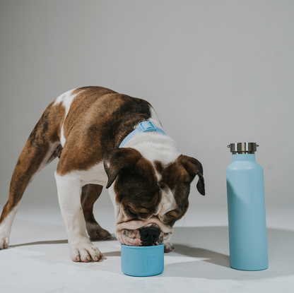 Dog drinking from the removable silicone bowl of the Sky Blue "Dog & Me" Reusable Insulated Bottle. The bottle features a brushed chrome top with handle.