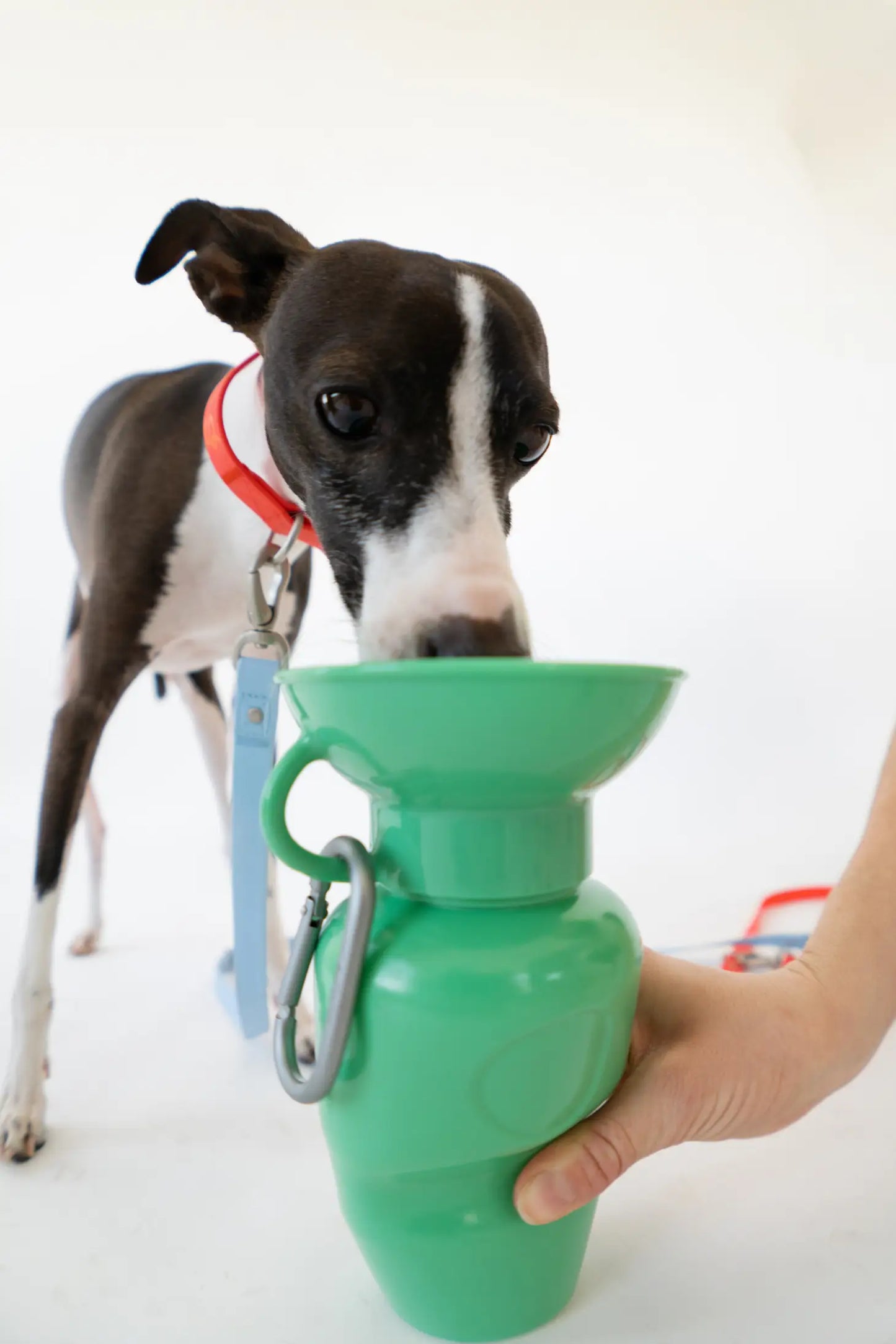 Springland Dog Water Travel Bottle - Regular