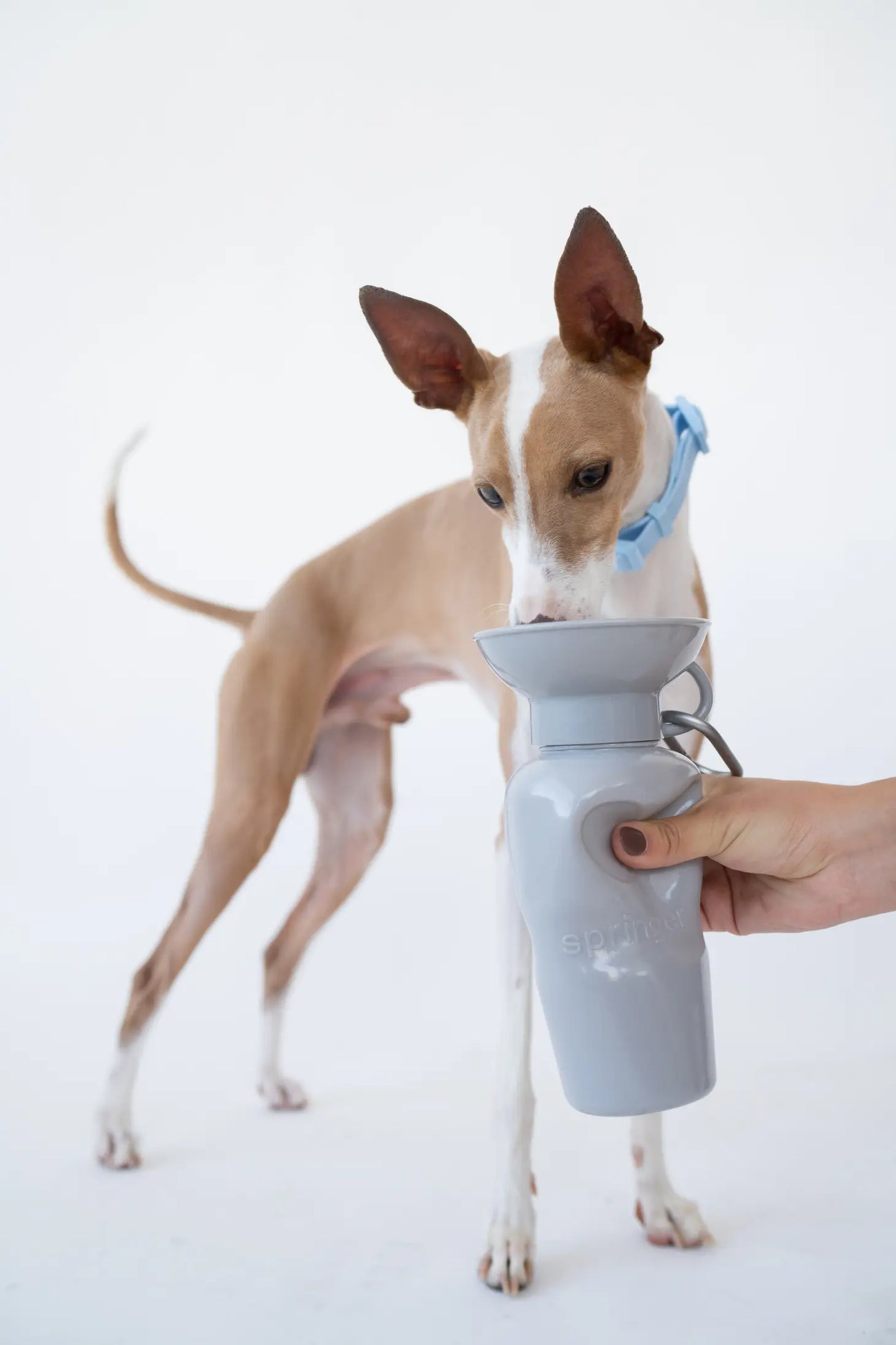 Springland Dog Water Travel Bottle - Regular