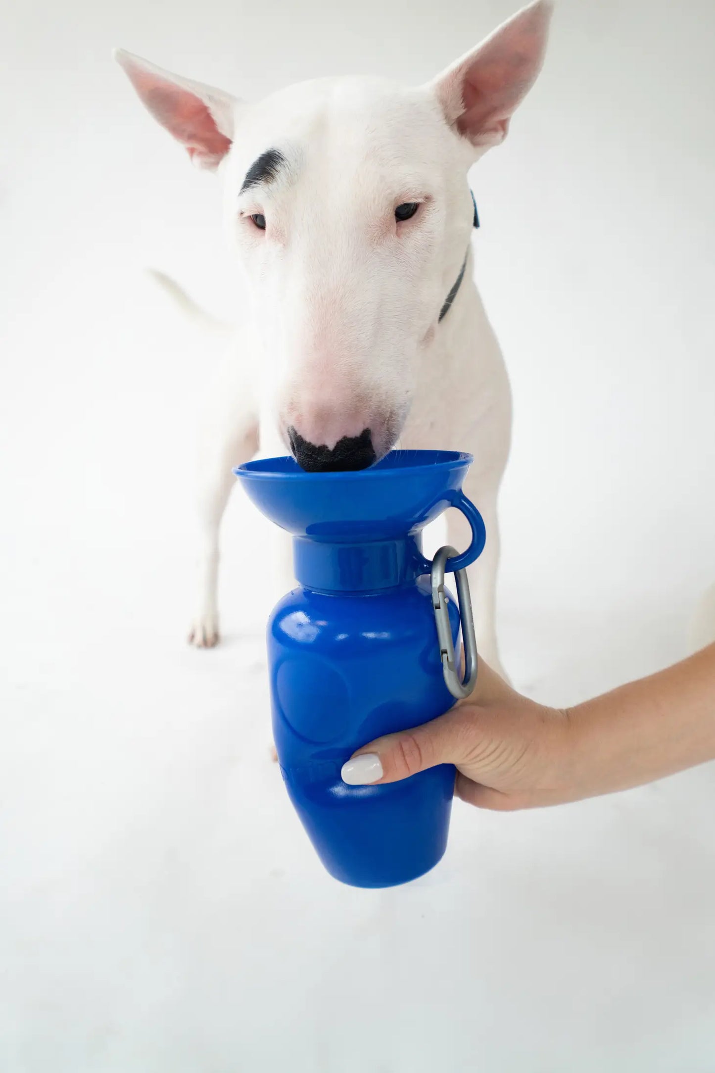 Springland Dog Water Travel Bottle - Regular