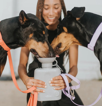 Springland Dog Water Travel Bottle - Large