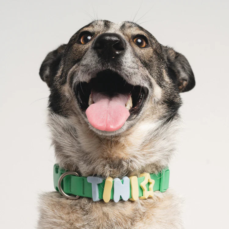 Springland Dog Collar Charms