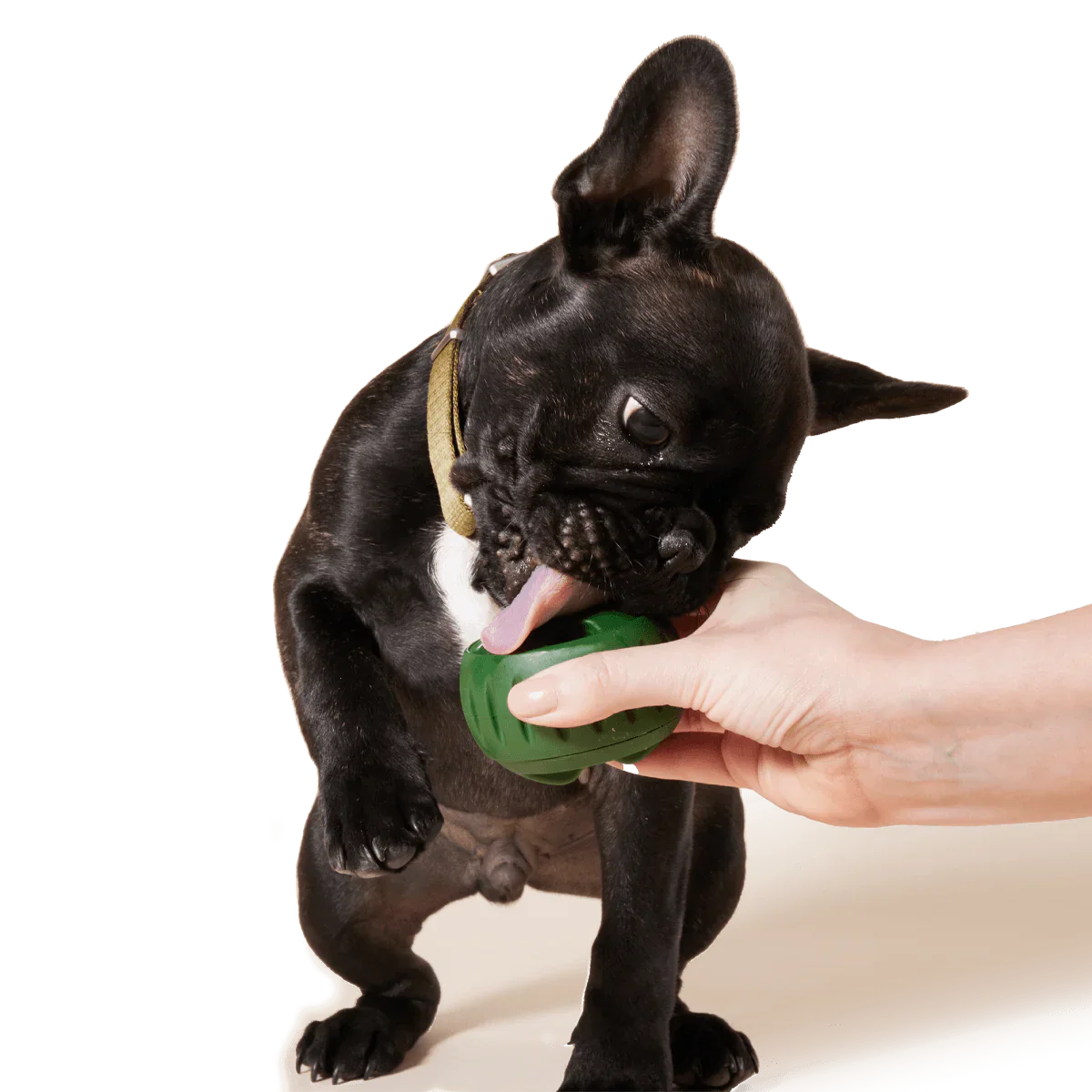 Woof Pupsicle Toy Treat Tray