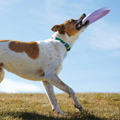 Woof Fly 'N' Feed Lavender Dog Frisbee & Lick Mat