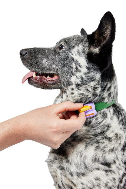 Woof Poomergency Poo Bag Refills