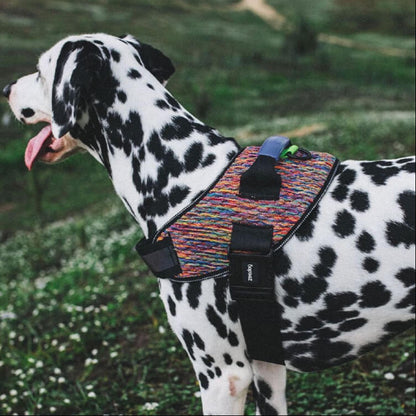 Dalmatian dog wearing a colorful harness in a grassy field