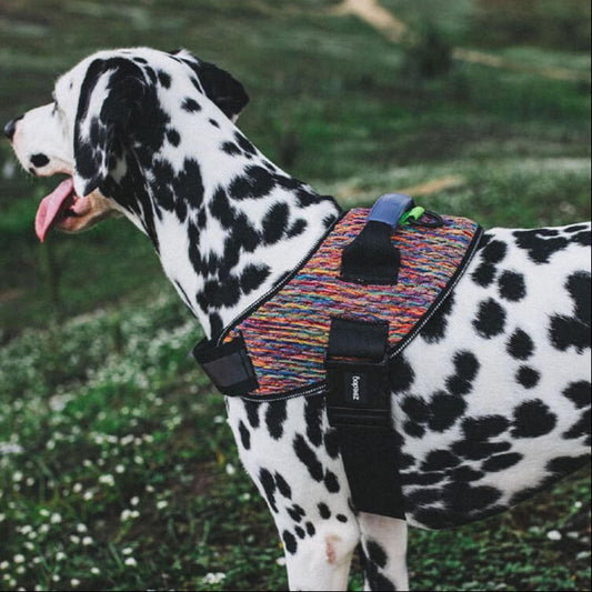 Dalmatian dog wearing a colorful harness in a grassy field