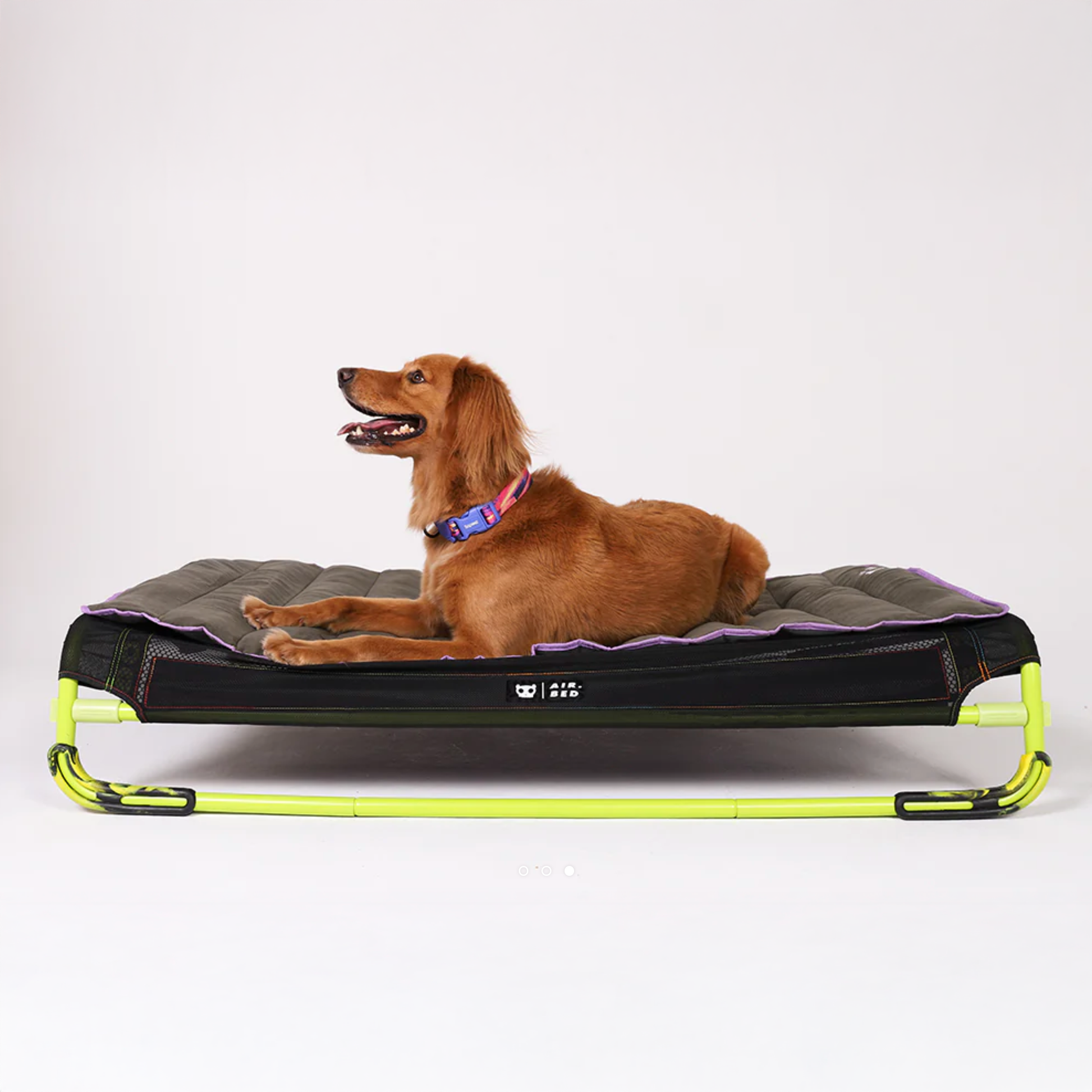 Dog lying on air mat on air bed against a white background