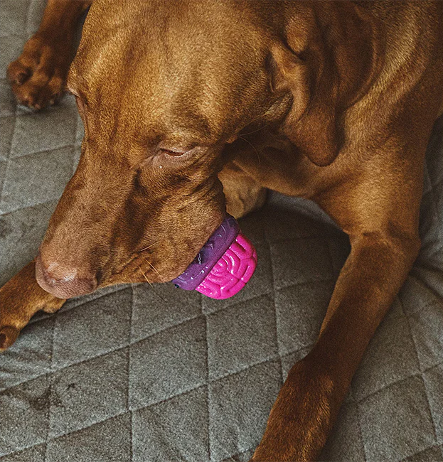 Zee.Dog Brain Dead Chew Toy - Bacon Scent