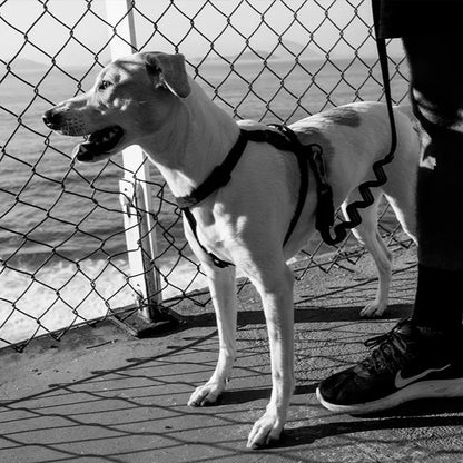 Dog on a leash standing next to a person on a paved walkway with a fence in the background.
