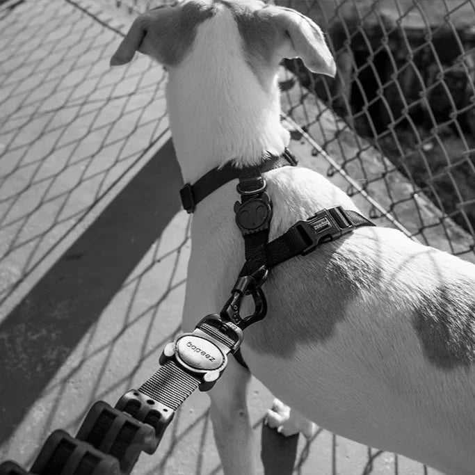 Dog wearing leash with a fence in the background