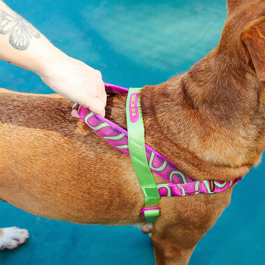 Zee.Dog SofterWalk Harness - H3D Jelly