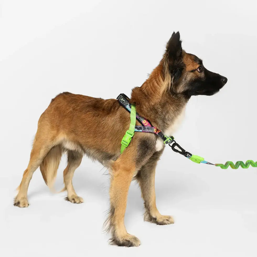 Zee.Dog Lords of SofterWalk Harness - Manifesto