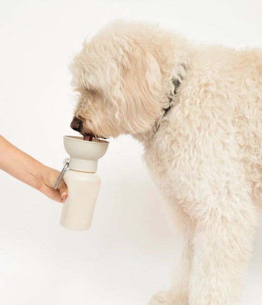 Springland Travel Water Bowl Flip Top Water Bottle for Dogs