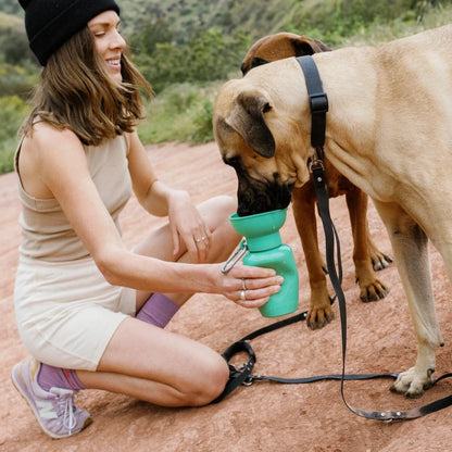 Springland Travel Water Bowl Flip Top Water Bottle for Dogs