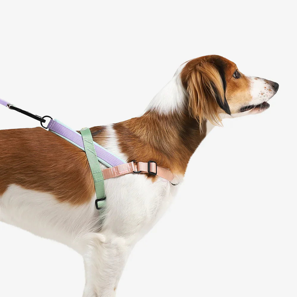 Zee.Dog Peach SofterWalk Harness