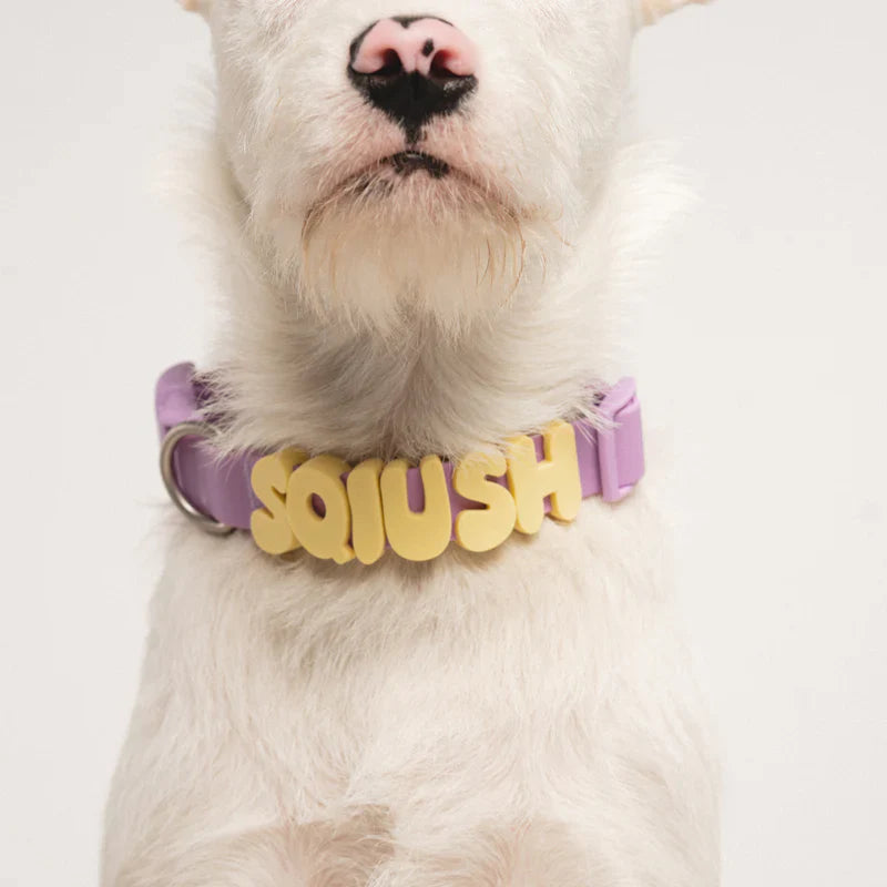 colourful collar on a dog