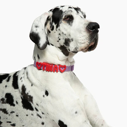 colourful collar on a dog