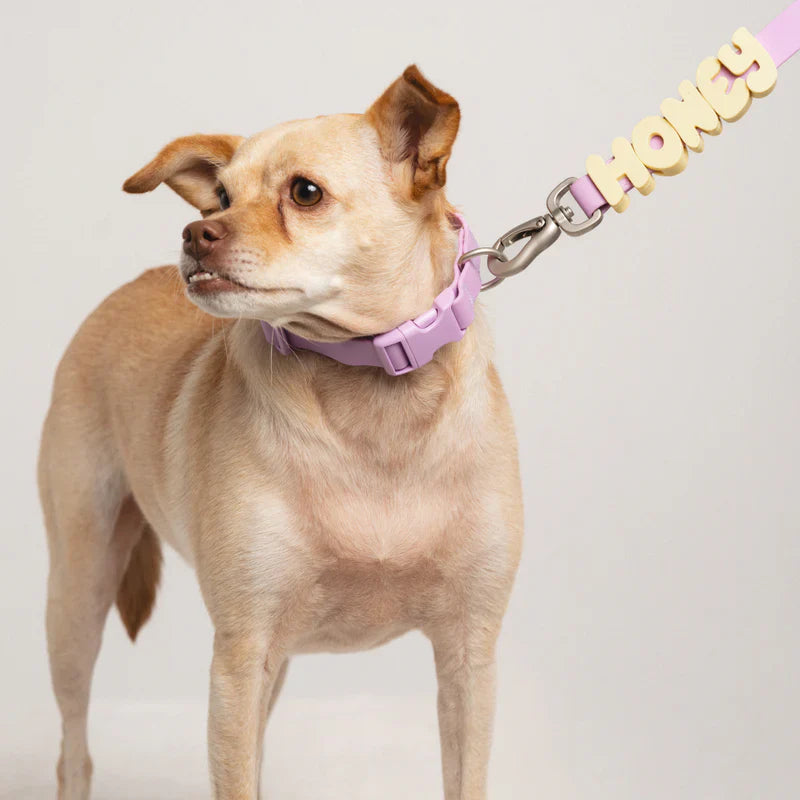colourful collar on a dog
