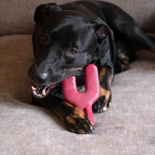 dog chewing wishbone toy