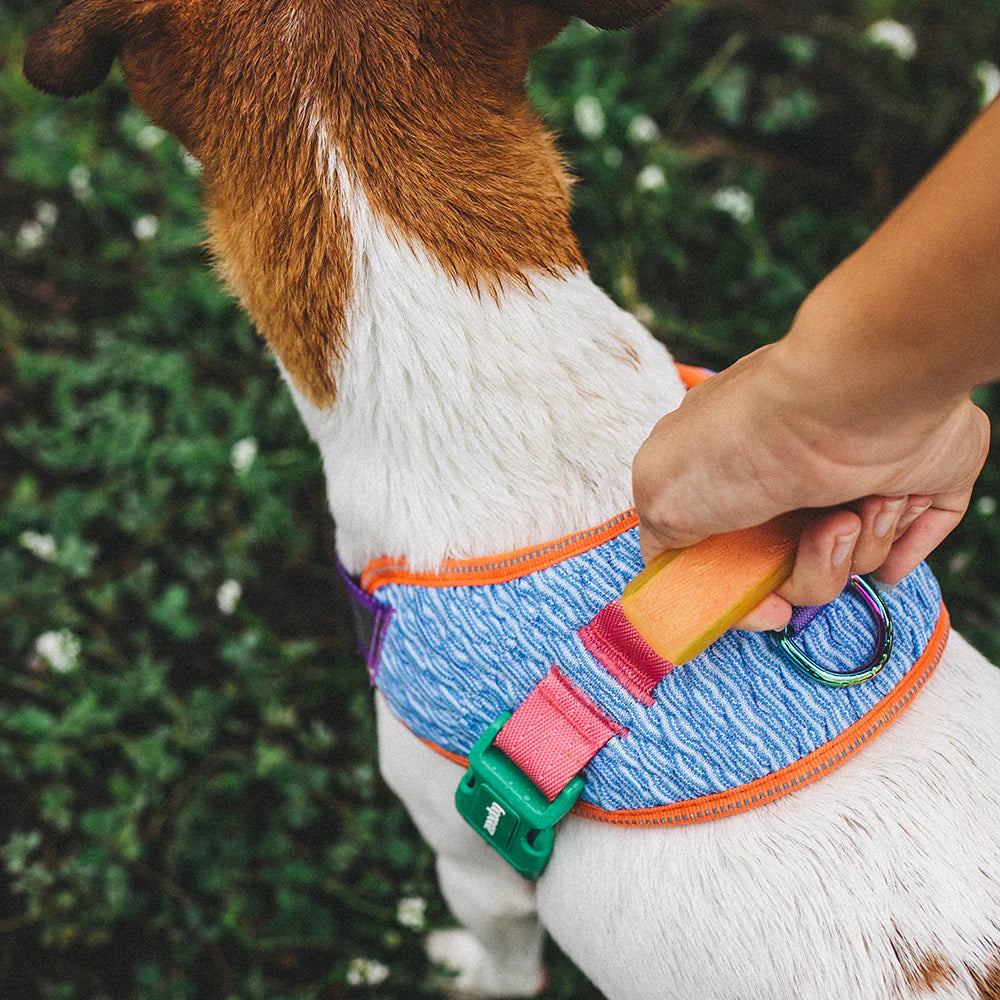 Zee.Dog Galaxy FlyHarness