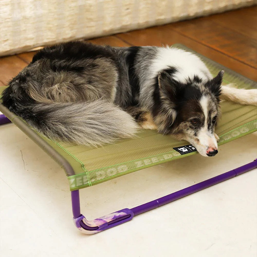 Dog lying on a green and purple air bed
