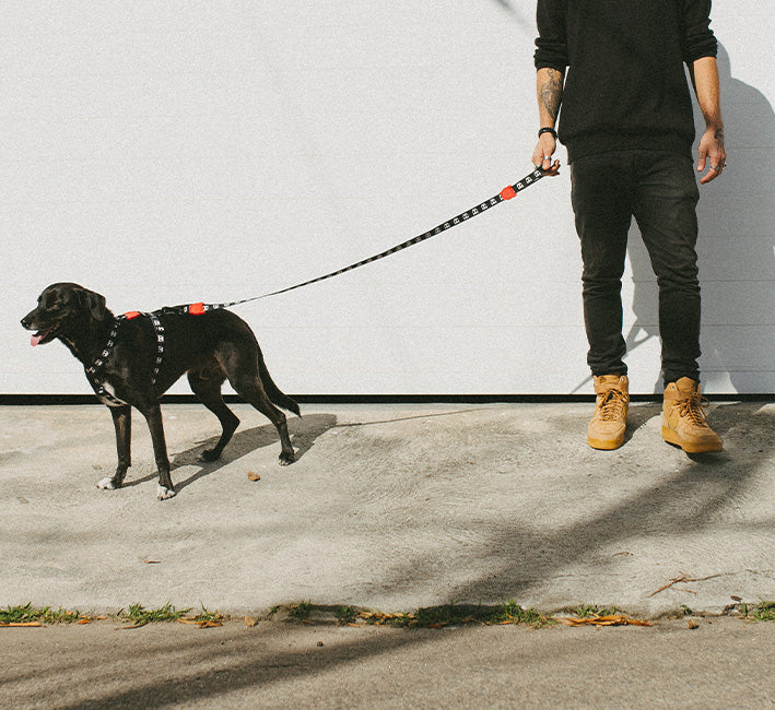 Zee.Dog Skull 2.0 Dog Lead