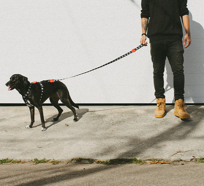 Zee.Dog Skull 2.0 Dog Lead