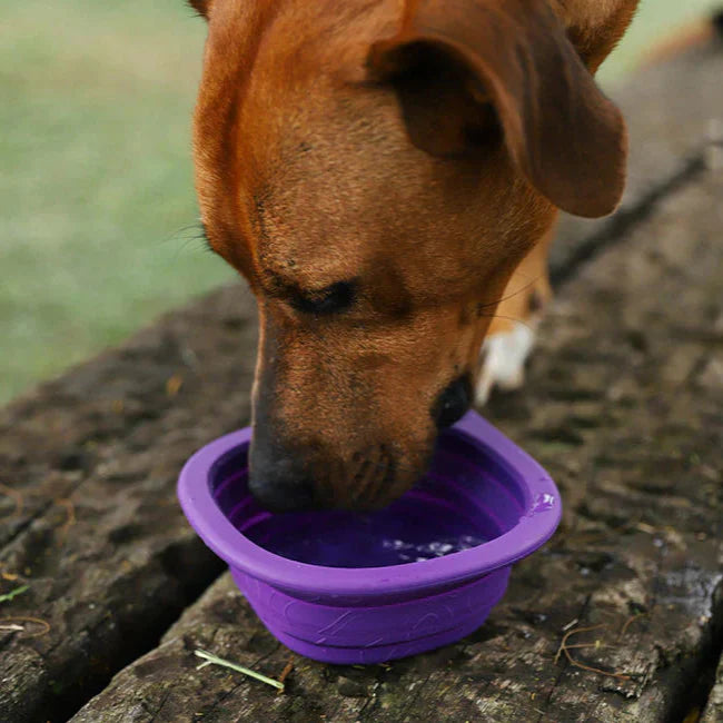 dog drinking from water bowl