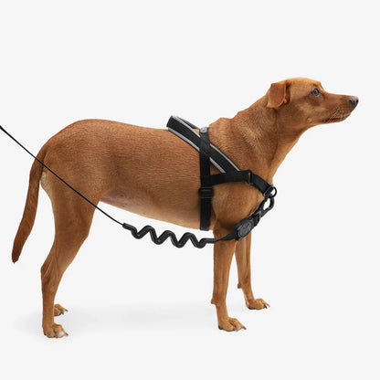 Zee.Dog Gotham SofterWalk Harness