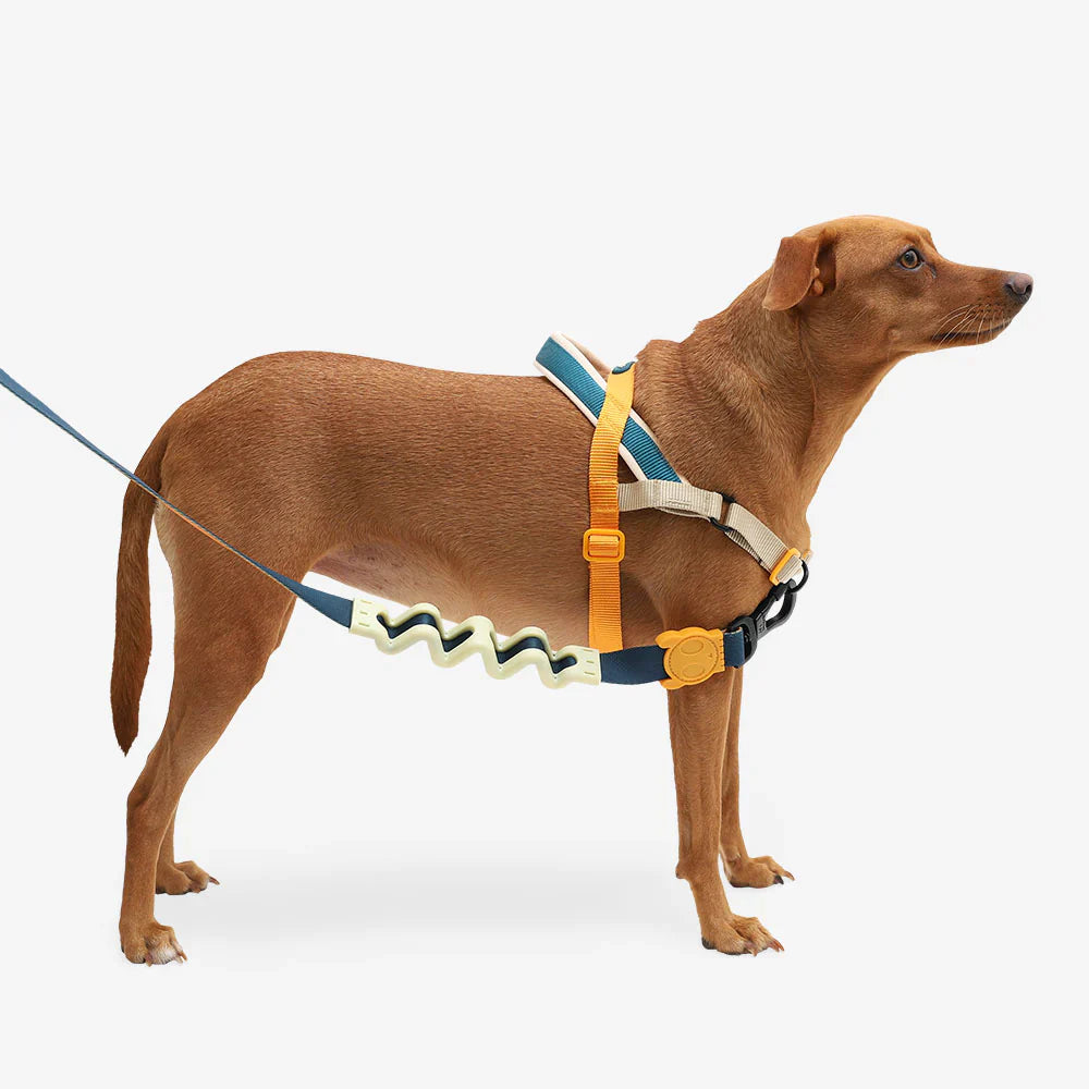 Zee.Dog Voyage SofterWalk Harness